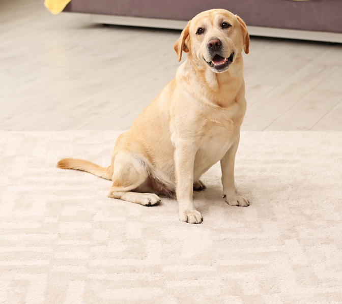 Professional Carpet Cleaning Services in Studio City, CA
